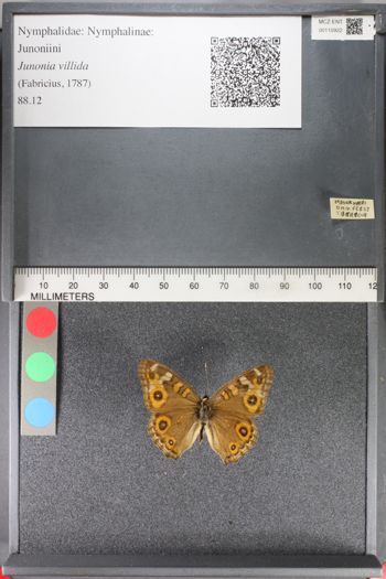 Media type: image;   Entomology 110922